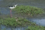 Black-necked Stilt