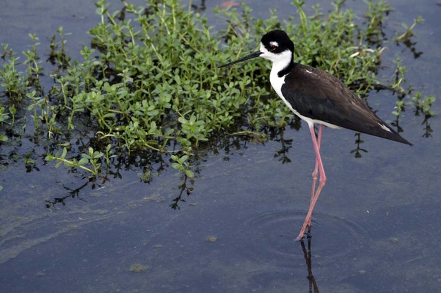 Black-necked Stilt