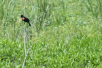 Redwinged Blackbird