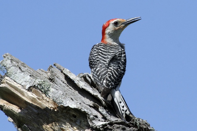 Red-bellied Woodpecker