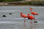 Flamingos