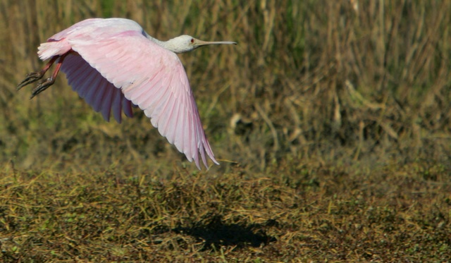 Rosetta Spoonbill