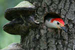 red bellied woodpecker