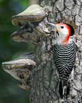red bellied woodpecker2