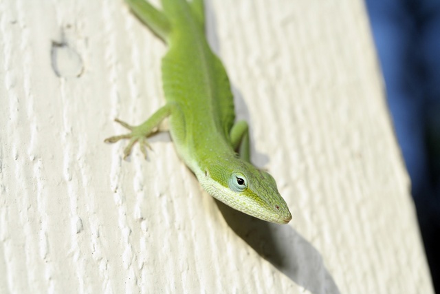 Green Anole