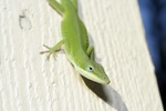 Green Anole