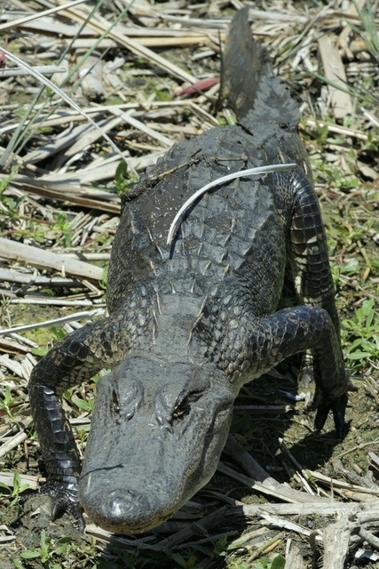 Texas Alligator