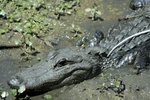 Texas Alligator