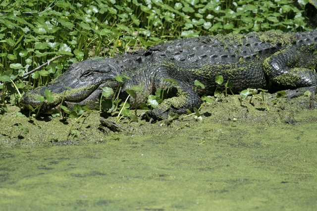 Texas Alligator