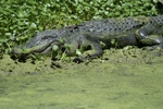 Texas Alligator