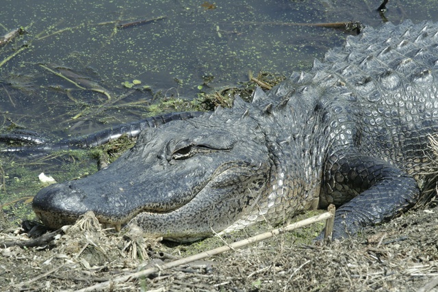 Texas Alligator