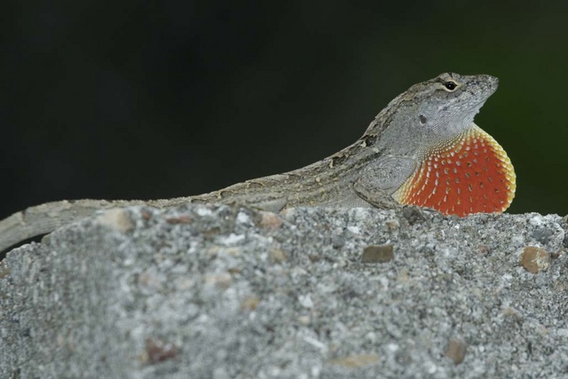 Anole Throating