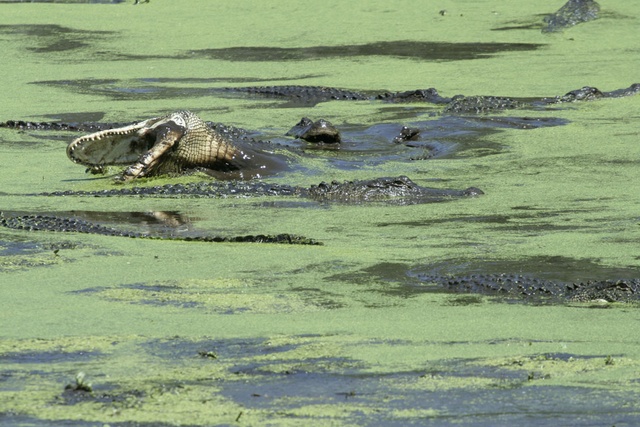 Alligator Feeding Frenzy