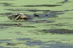 Alligator Feeding Frenzy