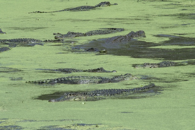 Group of Alligators