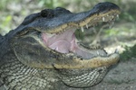 Alligator showing teeth