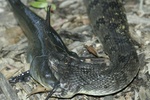 Diamondback Watersnake eating Catfish