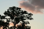 Tree Silhouette