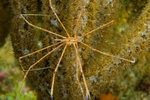 Arrow Crab