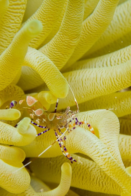 Anemone Shrimp