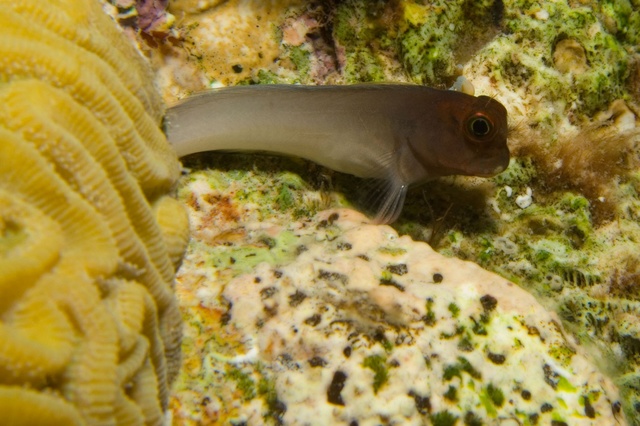 Blenny by Coral