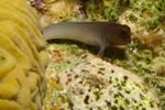 Blenny by Coral