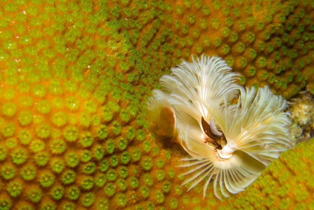 Christmastree Worm