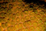 Open Coral
