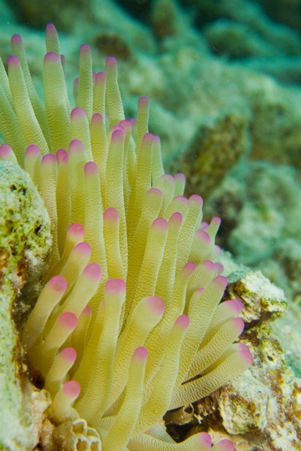 Pink-tipped Anemone