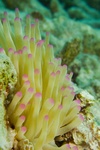 Pink-tipped Anemone