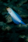 Yellow-headed Jawfish