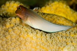 Blenny