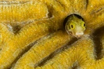 Blenny in Coral