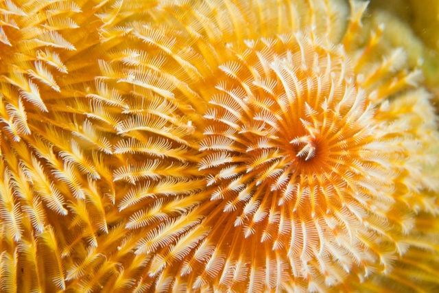 Christmastree Worm