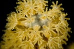 Coral Polyps