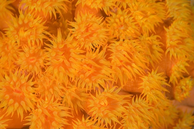 Cup Coral