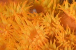 Cup Coral 2