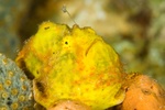 Frogfish