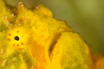 Frogfish Face