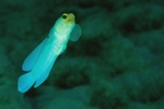 Jawfish