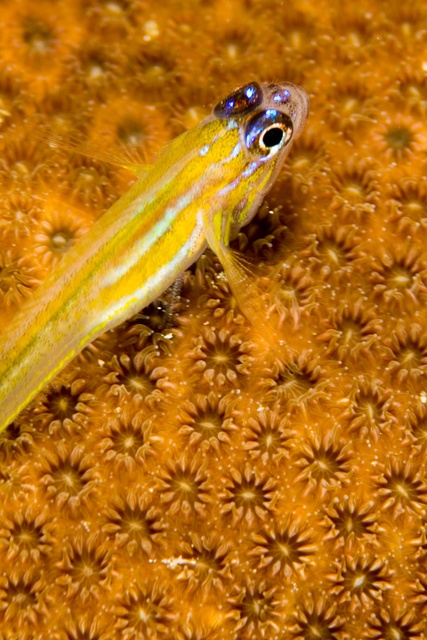 Watchman Goby