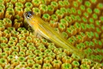 Watchman Goby 2
