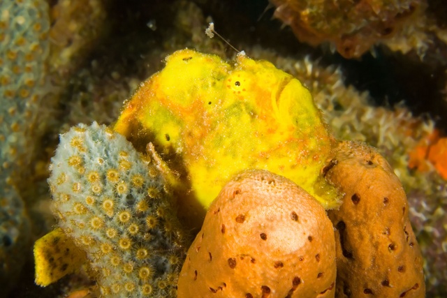 Frogfish Fishing