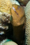 Moray Eel