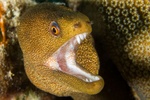 Moray Eel 2