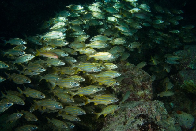 Schooling Fish