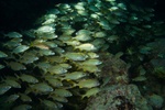 Schooling Fish