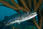 Barracuda