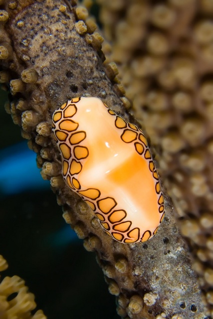 Flamingo Tongue