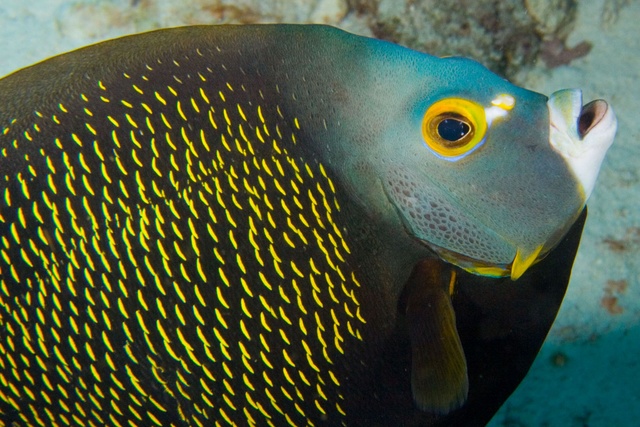 French Angelfish